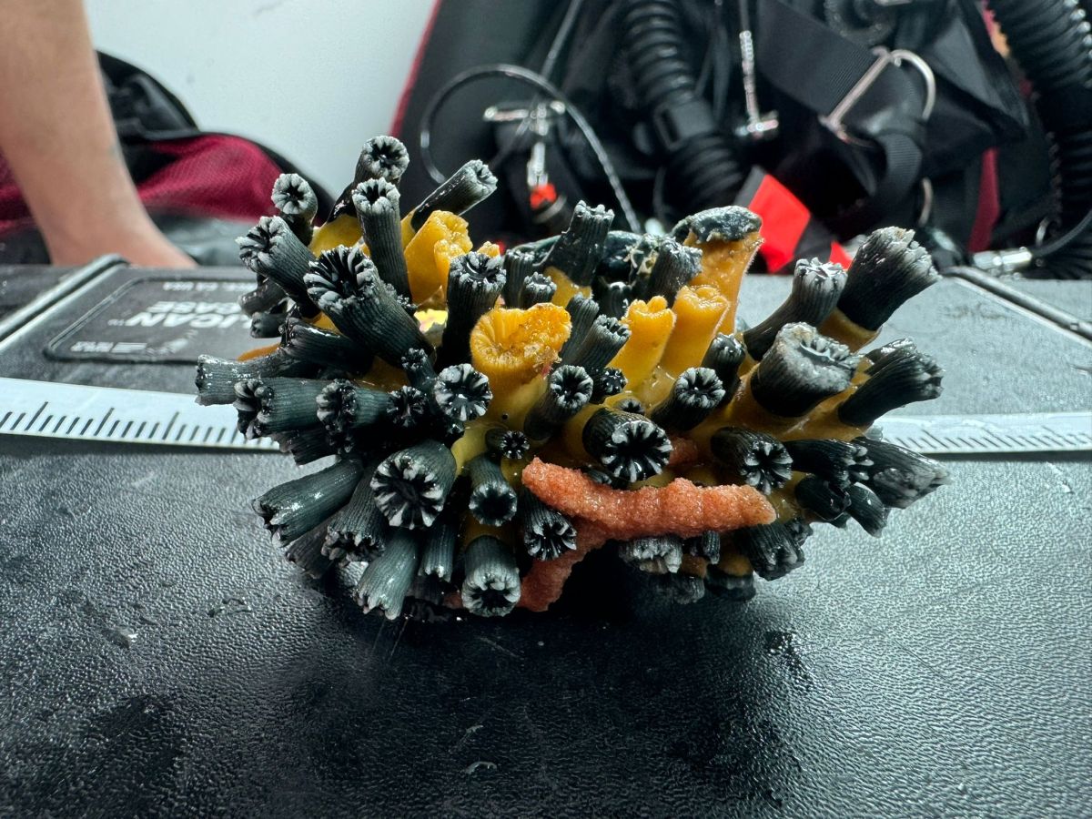 Discovery of populations of the critically endangered coral Rhizopsammia wellingtoni in the Galápagos mesophotic&nbsp;zone