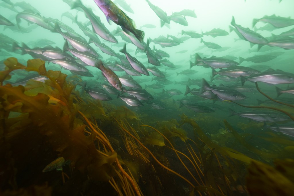 Gulf of Maine Cred. Jenny Adler
